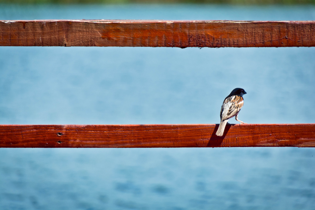bird on wood